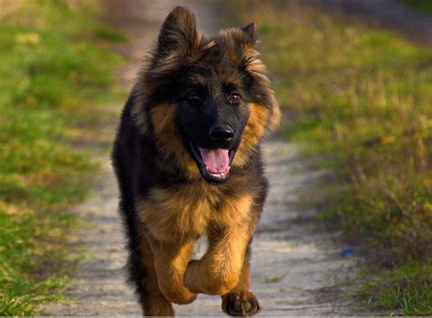 In india, a german shepherd puppy costs around ₹18,000 to ₹25,000. ORIGINAL BREED | German Shepherd Puppy Price in India