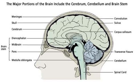 Ap Psychology Review Brain Structure