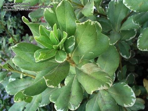 Pittosporum tobira variegata variegata japanese mock orange. PlantFiles Pictures: Pittosporum, Variegated Japanese Mock ...