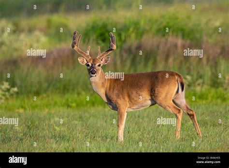 White Tailed Deer Odocoileus Virginianus Buck With Antlers In Velvet