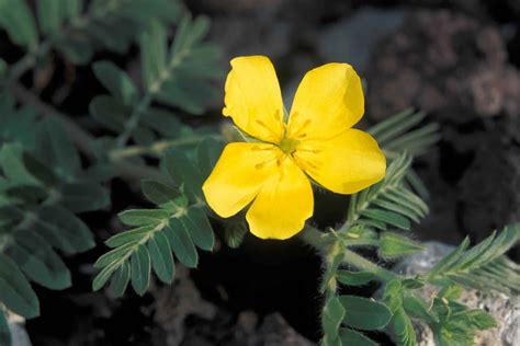 National Flower Of United Arab Emirates