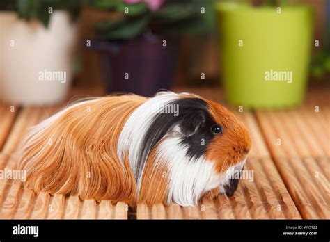 Sheltie Guinea Pig With Tortoiseshell And White Coat Stock Photo Alamy