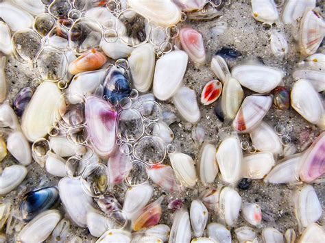 Tiny Seashells On Clearwater Beach Photograph By Debbie Hart