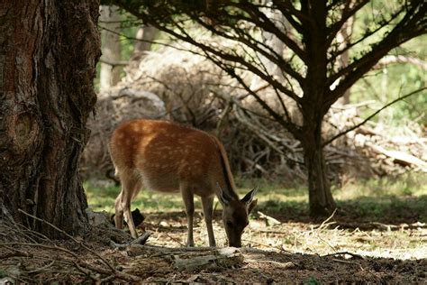 Sika Deer On Brownsea Island Seen In A Clearing And Grazi Flickr