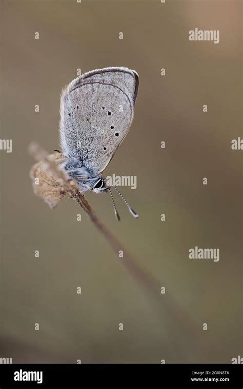 Mazarine Blue Cyaniris Semiargus Stock Photo Alamy
