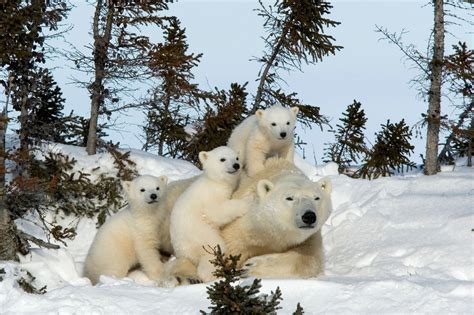 International Polar Bear Day Wapusk National Park Polar Bear Ursus