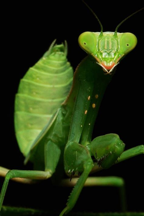 Praying Mantis Nymph Hierodula Patellifera Mantinae Flickr