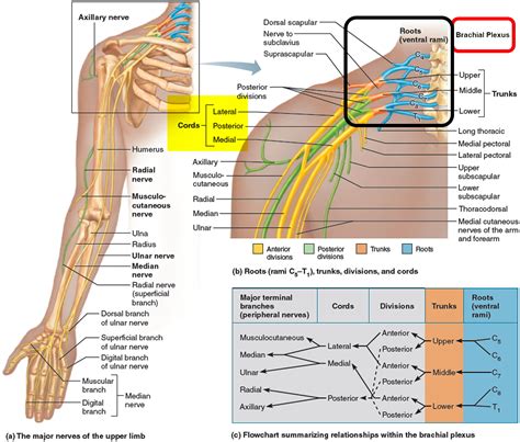 .first thoracic vertebrae (figures 1 and 2). Brachial Plexus Injury - At Birth, Causes, Symptoms ...