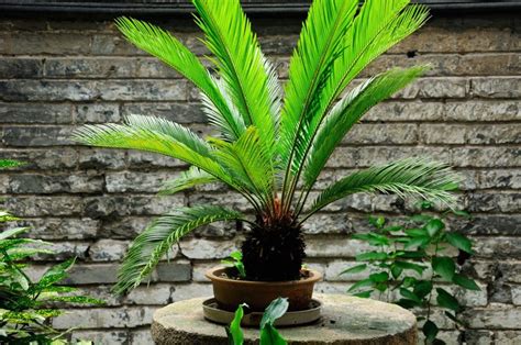 Photowind/ shutterstock.com] weitere winterharte pflanzen finden sie hier in unserem übersichtsartikel. Winterharte Palmen: Die besten Arten für den Garten ...