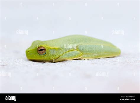Dainty Tree Frog Hi Res Stock Photography And Images Alamy