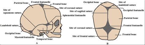 Skull Sutures Anatomy