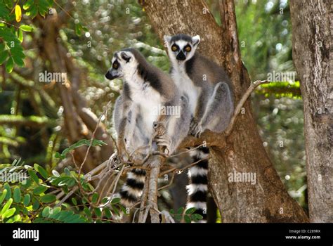 Ring Tailed Lemurs In Tree Madagascar Stock Photo Alamy