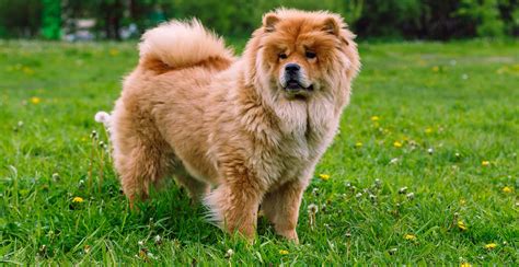 Chow Chow Dog Breed Guide Lifespan Size And Characteristics