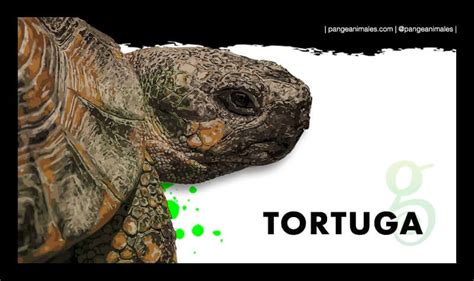 Tortuga Características Tipos Qué Come Y Dónde Vive Pangea 2022