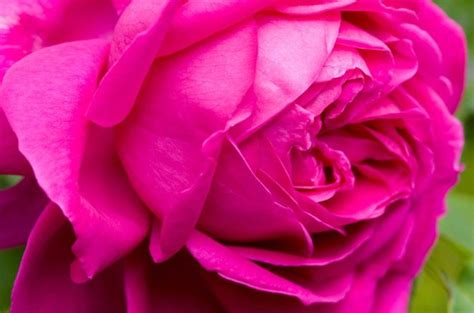 Top 10 Best Roses Best Roses Rose Varieties Hybrid Tea Roses