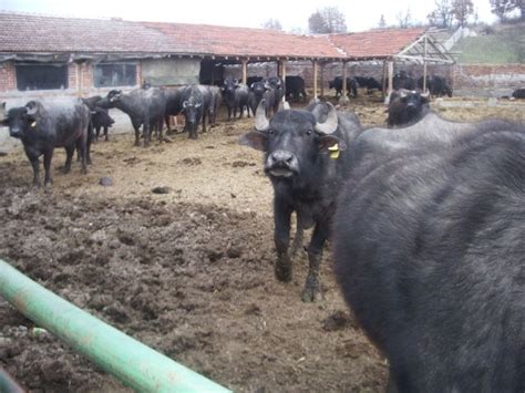 De la intrare ni sa parut ciudat sa vedem iepuri, pisici birmaneze. Sapte bivoli scosi la licitatie! Criza e de vina ...