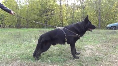 If your german shepherd is a puppy, then you should feed him at least 10% of puppies body weight, and if it is an adult, you should feed him at least 2 to 4 % of its body weight. Weight pulling and walking dog harness for German Shepherd ...