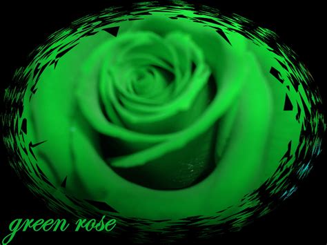 Green Rose Wallpaper 48 Images