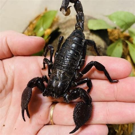 Emperor Scorpion Once In A Wild