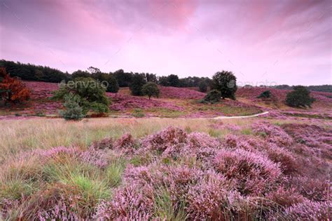 Road Between Pink Hills With Flowering Heather At Sunset Stock Photo By