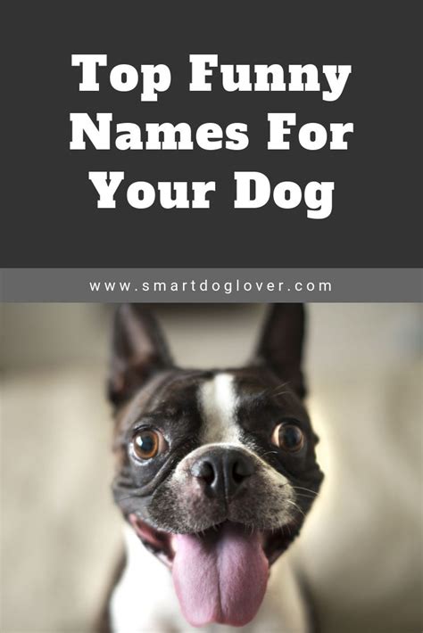 Funny Dog Names Funny Dog Names Dog Names Punny Dog Names