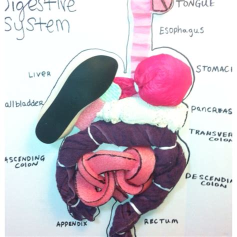 Hannah S Digestive System Project For Her Anatomy Class My Xxx Hot Girl