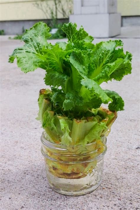 How To Regrow Romaine Lettuce The Novice Homestead