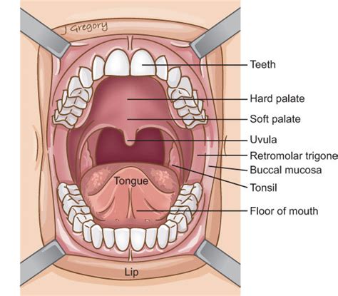 Anatomy And Development Of The Oral Cavity Teodora Todorova