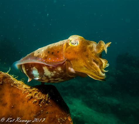 Pemuteran Bay Denizens Seen In April Sea Rovers Dive Center Pemuteran