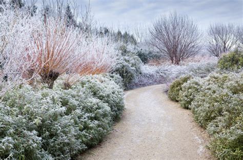 Winter gardening tips and chores. Winter garden landscaping ideas - Rated People Blog