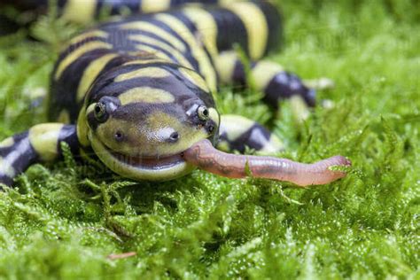 Barred Tiger Salamander Ambystoma Tigrinum Mavortium Eating Earth Worm