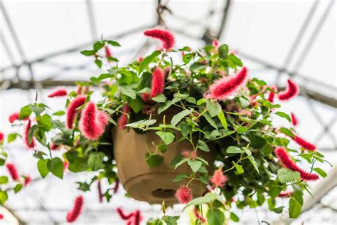 8 Best Houseplants For Hanging Baskets