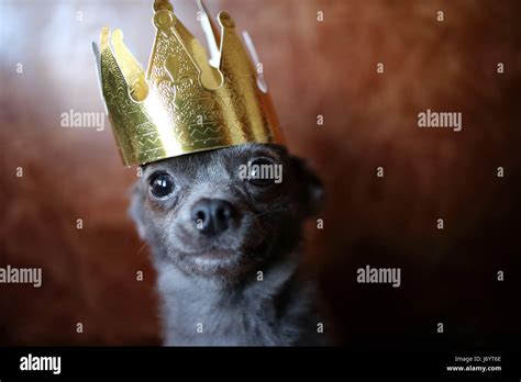 Chihuahua Dog Wearing A Gold Crown Stock Photo Alamy
