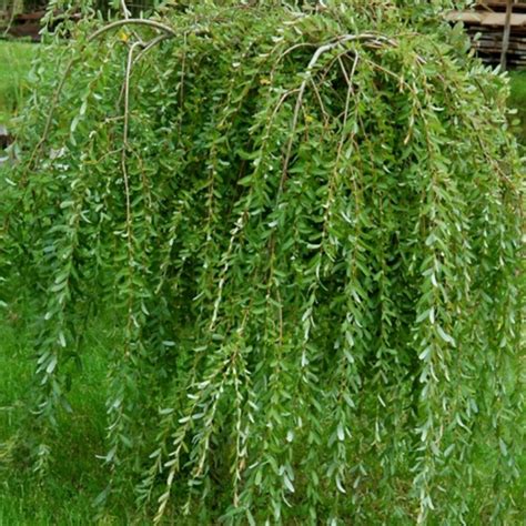 Salix Integra Pendula Waterfall Dwarf Weeping Willow