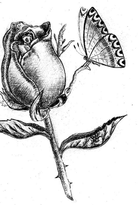 Rose Pencil Drawing Free Download On Clipartmag