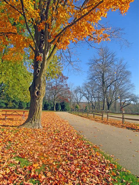 Autumn Leaves 1 Photograph By Kay Novy Fine Art America
