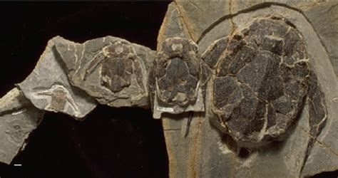 Fossilized Ontogeny Of The Late Devonian Antiarch Placoderm