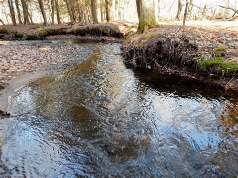 Small Stream Reflections Connecticuts Wild Brown Trout