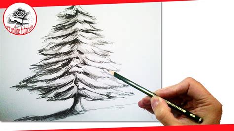 I will show you how to draw realistic. How to Draw a Realistic Christmas tree with pencil | #Draw step by step - YouTube