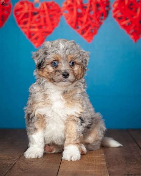 Ben - Miniature Aussiedoodle Puppy For Sale in Michigan