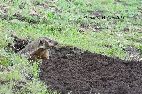 Adult Female Badger Digging Burrow Sharon Watson Flickr
