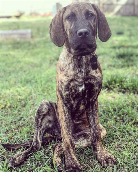 Some people breed these mixes due to their beautiful and majestic appearances while others are accidentally bred and end up in shelters. Bull Daniff (Great Dane and Bullmastiff) | Great Dane