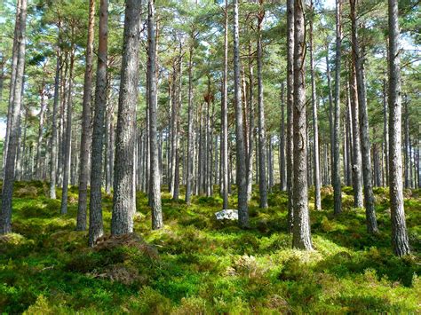 Considering Forest And Grassland Carbon In Land Management Forest