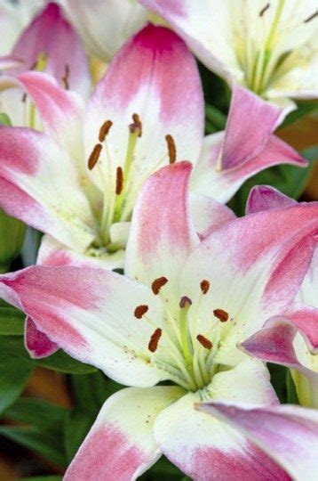 Top 10 Lilies To Love Flower Gardening Birds And Blooms