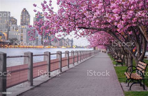 Bunga Sakura New York Foto Stok Unduh Gambar Sekarang New York City