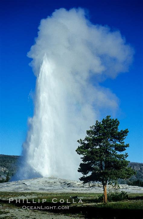 old faithful geyser peak eruption upper geyser basin yellowstone national park wyoming