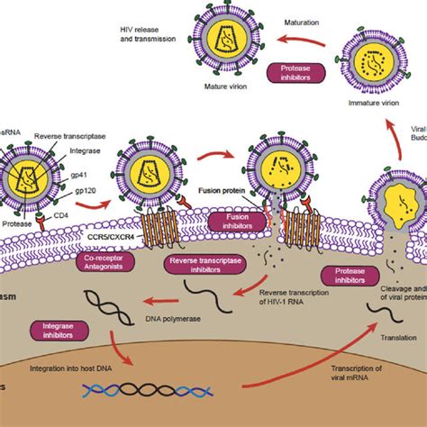 Arvs Target Specific Steps In The Hiv Replication Cycle Download