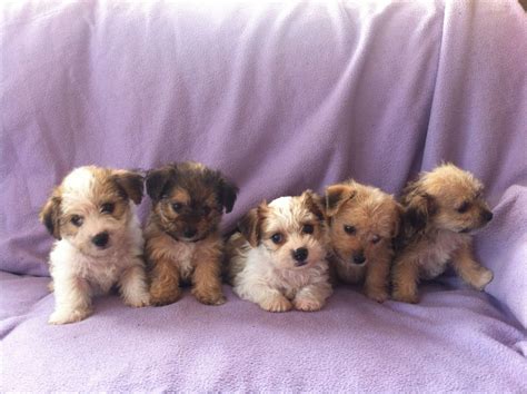 Borkie Beagle X Yorkie Mix Information Temperament Puppies Pictures