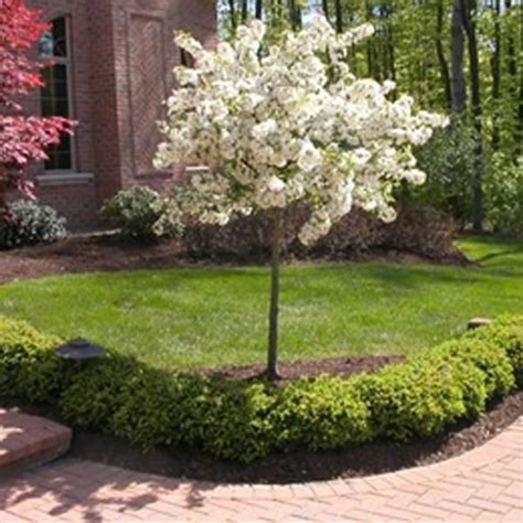 Johnstown Garden Centre Dwarf Trees For Landscaping Small Gardens