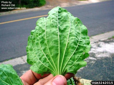 Pax On Both Houses Broadleaf Plantain Is A Wild Edible Plant Abundant